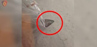 U gjet i masakruar në banesë/ Zbardhet ngjarja e djeshme, të moshuarin e vrau fqinji me çekiç