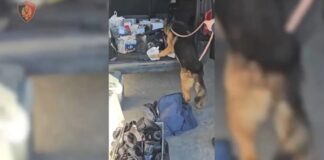 Mbi 3 mijë kilogram kokainë dhe mallra të kontrabanduara, arrestohet 32-vjeçari në hyrje të vendit