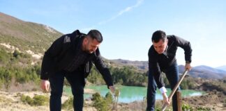LLatja: Mbillen 6000 fidanë pishe, frymëmarrje të re liqenit të Valeshit