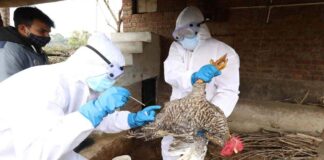 Situata me gripin e shpendëve në vendin tonë, ministria: Janë evidentuar tre vatra të infektuara