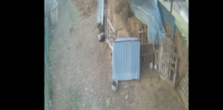 Tragjedia në Jabllanicë të Gjakovës/ Ishin duke luajtur, dalin pamjet nga shembja e objektit që i mori jetën tre fëmijëve të mitur