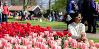 Holandë, hapet një nga kopshtet më të mëdha të tulipanëve në botë