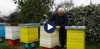 Bletët po ikin! Fenomeni që po dëmton kosheret, bletarët: Boshatisen edhe pse ka mjaftueshëm ushqim