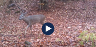 Gjuetia me rregulla të reja! Gjatë 10 viteve të moratoriumit nuk u ndal veprimtaria, disa sfiduan ligjin dhe…