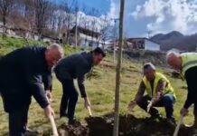 Llatja: Më shumë sipërfaqe të gjelbra në Tregan