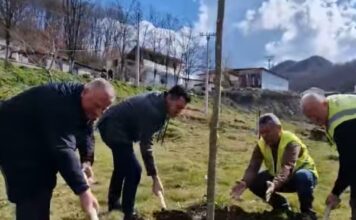 Llatja: Më shumë sipërfaqe të gjelbra në Tregan