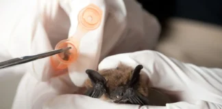 Koronavirusi i ri identifikohet te lakuriqët e natës në Kinë – i aftë për të infektuar njerëzit