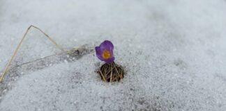 Rikthehet dimri! Në Stëblevë trashësia e dëborës arrin në 10 cm