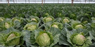 Elbasan, fermerët e Shirgjanit eksport në tregjet botërore