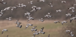 AKZM apel për mbrojtjen e specieve të egra, thelbësore për ekosistemin
