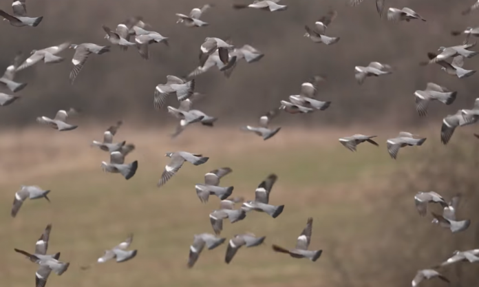 Screenshot-2025-03-03-124905-1068x640