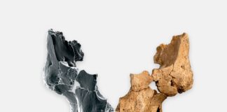 Arkeologët zbulojnë një pjesë fytyre njerëzore të fosilizuar që daton mbi 1 milion vite më parë