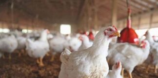 Raportoi për shpendë të ngordhur, vendoset në karantinë ferma