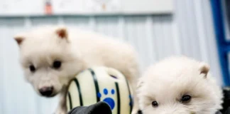 Shkencëtarët sjellin në jetë ujkun e epokës së Pleistocenit, 12,500 vjet pas zhdukjes së tij