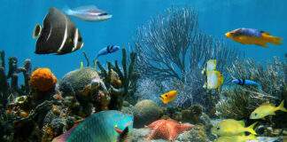 Dita Botërore e Kafshëve Ujore