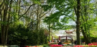 Tulipanët e Holandës, magjia e Pranverës dhe ngjyrave që ndez shqisat dhe tërheq Botën