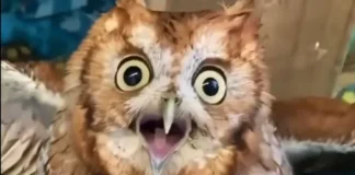 PD çel sot fushatën, Rama ironizon Berishën dhe opozitën me bufin: Filloi avazi… po vidhen votat