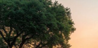 Parashikimi i motit për ditën e shtunë.