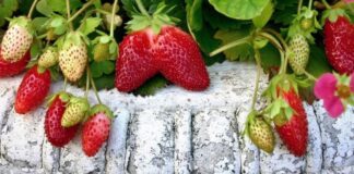 Do të habiteni kur të mësoni se pikat e vogla tek luleshtrydhet nuk janë fara por…