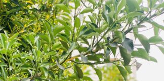 Temperaturat vijojnë të mbeten të larta, parashikimi i motit për këtë të enjte