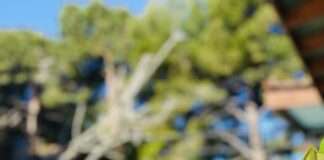 Parashikimi i motit 20 Prill 2025