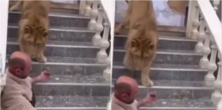 Mbante luanin në shtëpi, policia procedon pronarin në Zharrëz, 52-vjeçari: E gjeta në rrugë dhe e rrita, por më ngordhi para një muaji