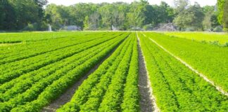 Bujqësia në Elbasan, Denaj: 6 milionë euro grante mbështetje në 10 vitet e fundit