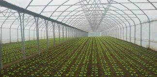 Pagesa direkte deri 200 mijë lekë fermerëve për fara, fidanë dhe inpute bujqësore