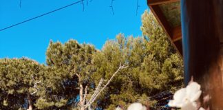 Dita Ndërkombëtare e Shëndetit të Bimëve