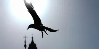 Kur zogjtë ‘flasin’, pulëbardhat që sollën shpresë dhe emocion mbi oxhakun e Kapelës Sistine