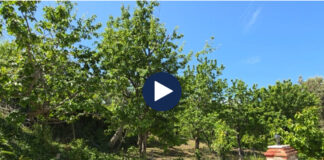 Thahen qershitë e Belishovës! Dikur kishte mbiprodhim, tani pemët frutore janë të dëmtuara