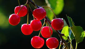 Godoleshi — Zemra e Qershive Shqiptare