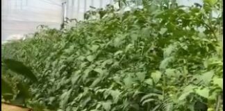 Kredi të buta në bujqësi, Denaj: Financim me normë interesi 2%