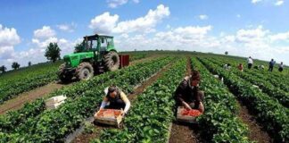 Garancia Sovrane, Kuçi: Bankat do të raportojnë çdo javë ecurinë e skemës