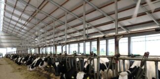 INSTAT: Rritet me 3,3% numri i gjedhëve, Vlora kryeson për të imtat me 29,3%