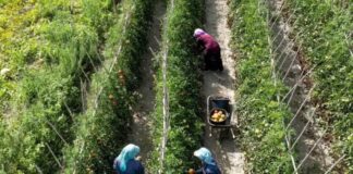 Denaj: Hiqen pengesat, bujqve dhe blegtorëve do t’u njihen vitet e punës deri në vitin 1992