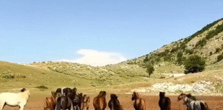 Rama ndan pamjet fantastike nga malësitë e Tepelenës