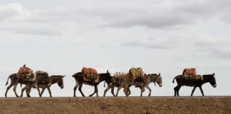 Industria e errët e “ejiao”, 6,000,000 gomarë theren çdo vit për ilaçin që ngadalëson plakjen dhe stimulon…dëshirën seksuale të kinezëve!