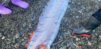 Tre peshq të “Ditës së Kijametit” shfaqen në brigjet e Australisë dhe Zelandës së Re