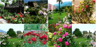 AFP: Në Përmet, ku kultivimi i trëndafilave mbretëron në mënyrë supreme