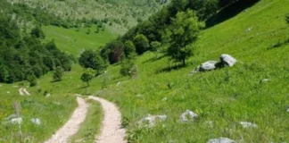 Shfaqet murtaja në Bulqizë, ngordhin 150 bagëti në Martanesh