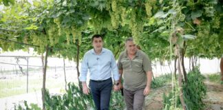 Jagodina drejt transformimit bujqësor: Rrushi në sera, një risi që sjell të ardhura dhe shpresë për të ardhmen