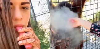 I dha cigare elektronike një orangutangu, zemërim për boksieren 24-vjeçare ruse në internet