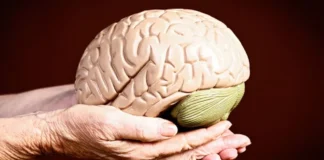 A mund të ngadalësohet plakja e trurit? Zbulimi i ri që po habit shkencëtarët!