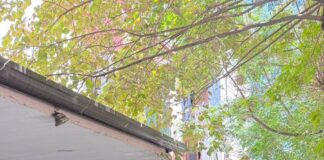 IMT dhe Policia Bashkiake aksion për lirimin e hapësirave publike në Elbasan