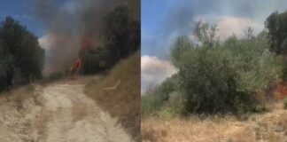 Zjarr i përmasave të mëdha përfshinë fshatit Malas-Bregas, shkrumbohen qindra pemë ulliri