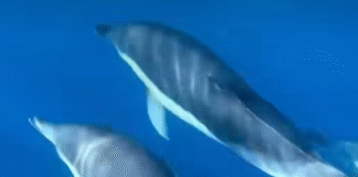 Rama: Spektakël delfinësh në bregdetin magjepsës të Himarës