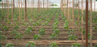 Jagodinë, Shirgjan – Historia e një fermeri që e ktheu tokën në sukses, me mbështetjen e Bashkisë Elbasan