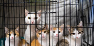 Dëbimi nga SHBA-ja i emigrantëve çon në braktisjen e kafshëve të pafajshme