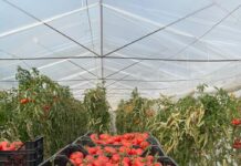 Rriten me 10% eksportet bujqësore gjatë gjysmës së parë të vitit